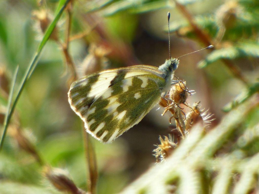 Pontia daplidice? No, Pontia edusa - Pieridae